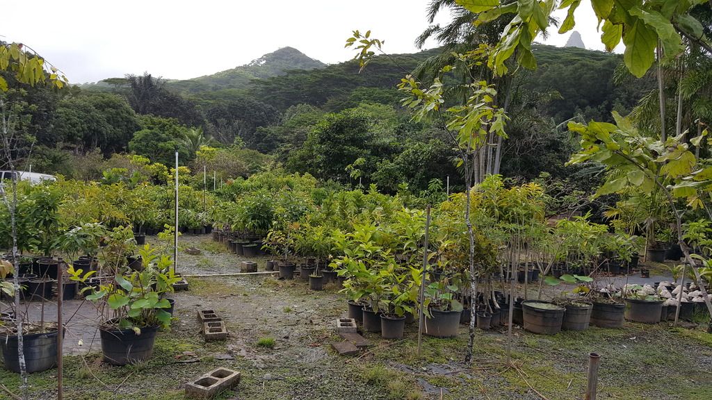Seattle Garden & Fruit Adventures Frankie's Nursery in Oahu Tropical